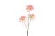 Hämähäkkilija pinkki 94cm