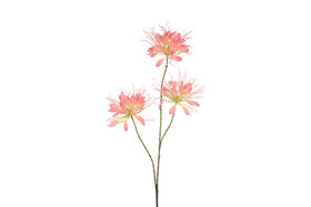 Hämähäkkilija pinkki 94cm