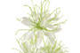 Hämähäkkilija valkoinen 94cm