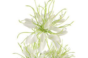 Hämähäkkilija valkoinen 94cm