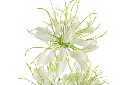 Hämähäkkilija valkoinen 94cm