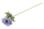 Kruunuvuokko lila 52cm