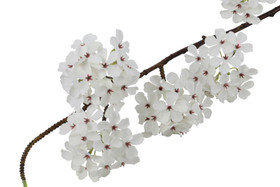 Yoshinonkirsikka valkoinen 93cm