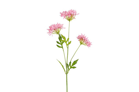 Afrikansinisarja pinkki 75cm