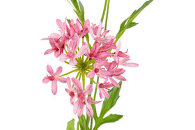 Afrikansinisarja pinkki 75cm