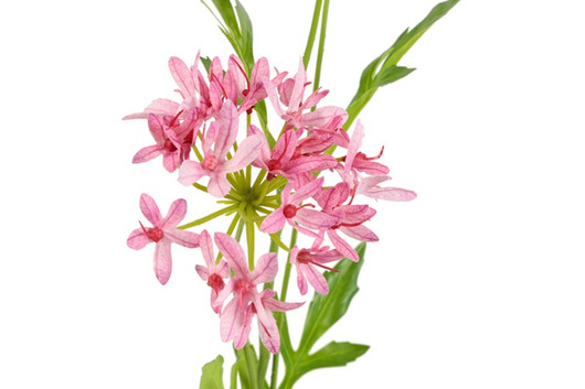Afrikansinisarja pinkki 75cm