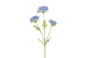 Afrikansinisarja sininen 75cm