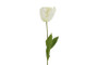 Kerrotulppaani valkoinen 68cm