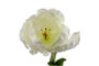 Kerrotulppaani valkoinen 68cm