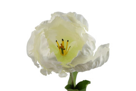 Kerrotulppaani valkoinen 68cm