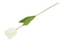 Kerrotulppaani valkoinen 68cm