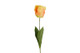 Kerrotulppaani keltainen 68cm