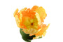 Kerrotulppaani keltainen 68cm