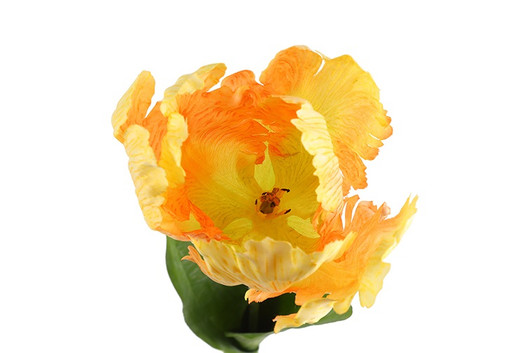 Kerrotulppaani keltainen 68cm