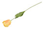 Kerrotulppaani keltainen 68cm