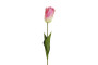 Kerrotulppaani violetti 68cm
