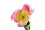 Kerrotulppaani violetti 68cm