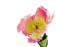 Kerrotulppaani violetti 68cm