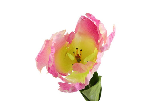 Kerrotulppaani violetti 68cm