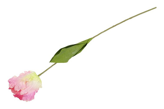 Kerrotulppaani violetti 68cm