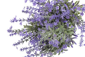 Laventeli violetti 24cm