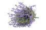 Laventeli violetti 24cm