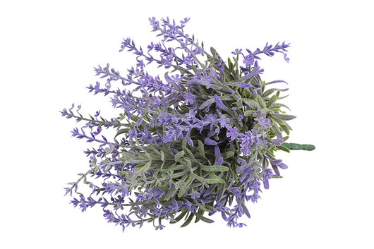 Laventeli violetti 24cm