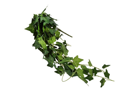 Murattiköynnös, vihreä 100cm