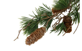 Vihreä männynoksa kävyillä 74 cm