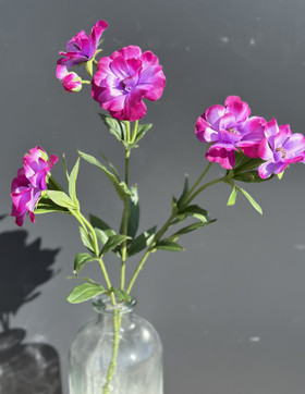 Anemone violetti 74cm