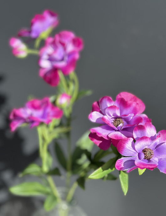 Anemone violetti 74cm