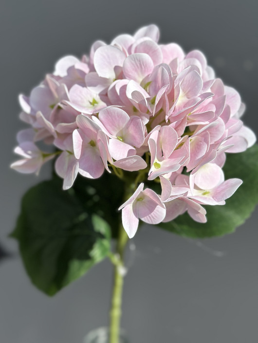 Jalohortensia pinkki 65cm