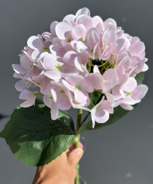 Jalohortensia pinkki 65cm