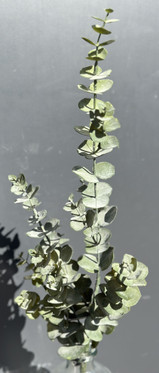 Eucalyptus vihreä 79cm