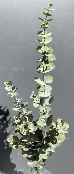 Eucalyptus vihreä 79cm