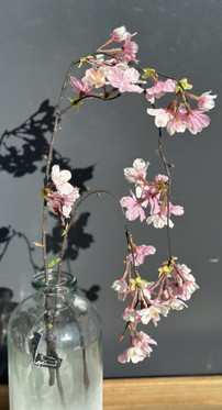 Kirsikankukanoksa, riippuva 109cm