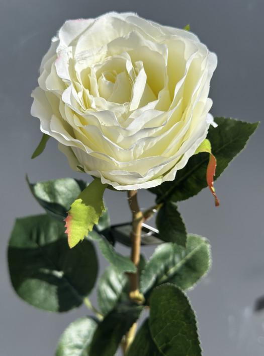 Ruusu valkoinen 70cm