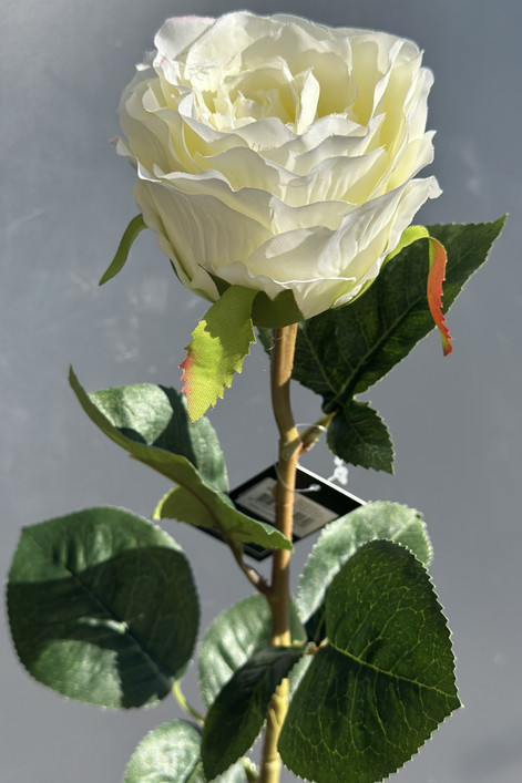 Ruusu valkoinen 70cm