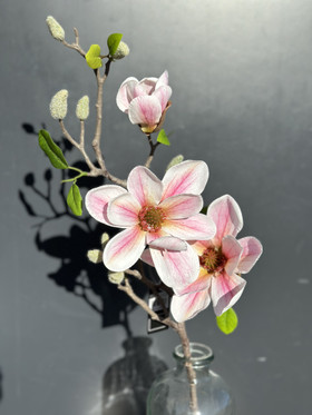 Magnolia kerma/pinkki 48cm