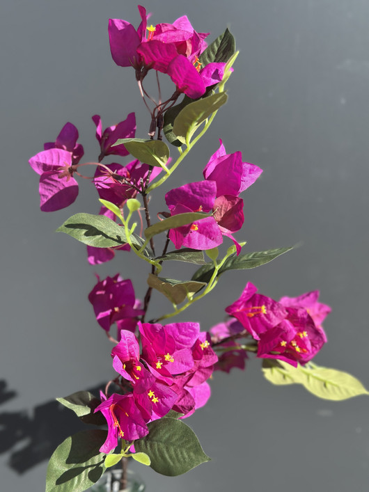 Kaljuihmeköynnös violetti (Bougainvillea) 76cm
