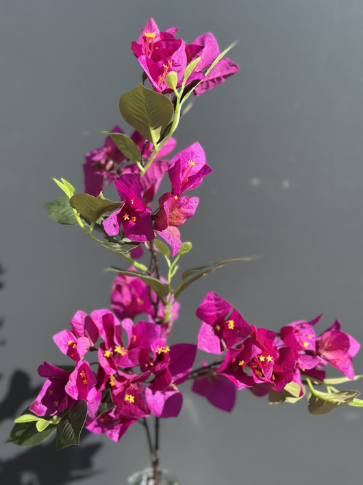 Kaljuihmeköynnös violetti (Bougainvillea) 76cm