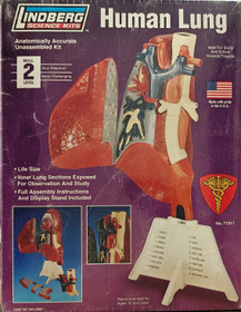 Human Lung