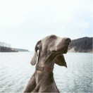 Invoxia Mini tracker - Zigfox paikannin