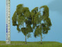 Birch Tree - Double (koivu) Korkeus 130-160mm