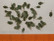 Oak (tammi) Green Leaves