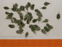 Oak (tammi) Green Leaves