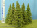 Larch (Lehtikuusi) Korkeus 90-110mm