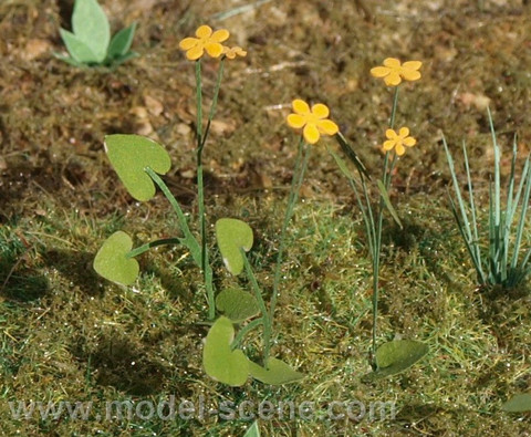Marsh Marigold