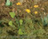Marsh Marigold