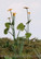 Marsh Marigold
